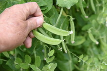 Harvesting Snow Peas. Sowing In Late Autumn After Winter, It Can Be Harvested In About Two Weeks After The Flowers Bloom In Late March, And Can Be Harvested One After Another Until Early Summer.
