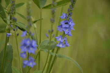 Blue wildflowers in a summer meadow close-up