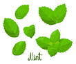 A set of mint leaves on a white background. Herbs. Vector illustration.
