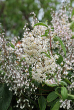 Single Flowered Deutzia Scabra Panicles Of White Flowers