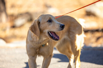 Sticker - golden retriever dog