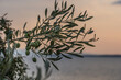 European olive tree on the coast in Croatia at sunset