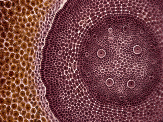 Cross section through corn grain (Zea mays). 