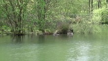 Canadian Geese Family Of Parents And Four Goslings Enter The River To Go Swimming