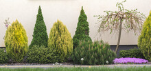 Plants In The Garden In Spring. Shrubs And Conifers Growing Against The Wall Of The House. Summer Banner Background