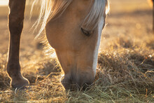 Palomino Horse Eat Hay, Sun Sat