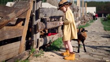 Cute Little Baby Girl Feeding Goats At Countryside Animal Farm