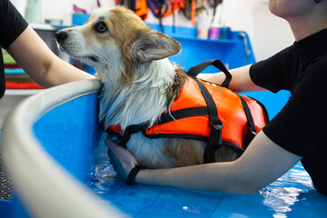 Corgi dog in life jacket swim in the swimming pool. Pet rehabilitation. Recovery training prevention for hydrotherapy. pet health care