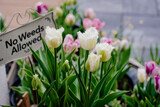 Fototapeta Tulipany - Białe tulipany w doniczkach na tarasie w ogrodzie