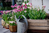 Fototapeta Tulipany - Tulipany w doniczkach na domowym tarasie