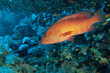 Cernia rossa a pois, Cephalopholis miniata, tra la barriera corallina