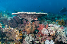 Barriera Corallina Con Corallo A Tavola Del Genere Acropora E Sarcophyton