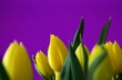 Bukiet pięknych żółtych kwiatów na fioletowym tle