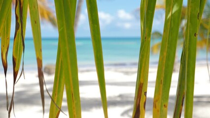 Wall Mural - Juanillo beach through palm tree leaf. Looking on white sand and turquoise caribbean sea. Cap Cana is a tourist area in Dominican Republic