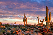 Sonoran Desert Landscape In Scottsdale AZ Near Sunset Time