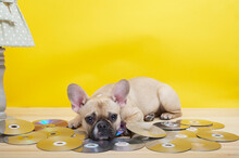 A Purebred Funny French Bulldog With A Cheerful Muzzle Against A Yellow Wall Under A Cozy Vintage Lamp With A Green Lampshade With White Polka Dots Lies On Music Discs And Poses For The Camera.