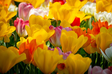 Wall Mural - Poinciana Red and Yellow Tulips