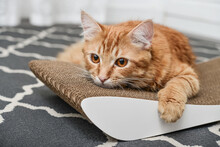 Cute Ginger Cat Lying On The Scratching Post