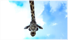 Giraffe In The Sky 
Giraffe Of The Sky
