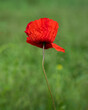 Beautiful common poppy flower on green background 1