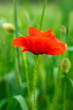 Beautiful common poppy flower on green background