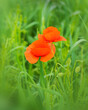 common poppy flower on green background
