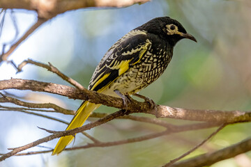 Wall Mural - Critically endangered Australian Regent Honeyeater (Anthochaera phrygia)