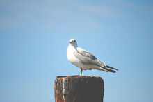 Seagull Standing On A Dock Post
