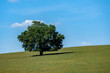 © Guy Bryant - Lone Live Oak Tree in a field in Jefferson County, Florida