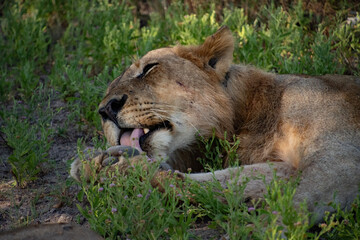 Wall Mural - lion in the grass