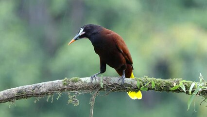 Wall Mural - a montezuma oropendola perched on a branch on a rainy afternoon at boca tapada in costa rica