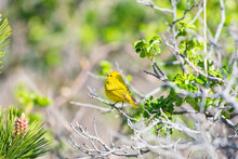Yellow Warbler Singing On Tree