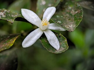 white flower shaped like a star