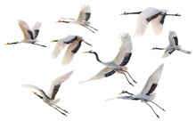 Red Crowned Crane Flying Paint On White Background With Clipping Path