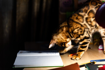 Wall Mural - Portrait of a playful bengal kitten