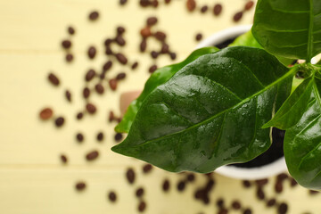 Wall Mural - Young coffee tree with wet leaves on color background, closeup