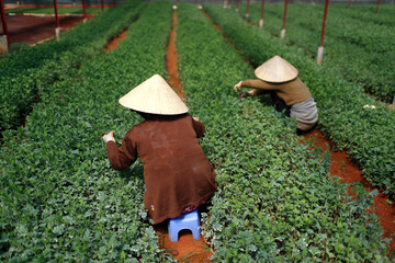 Sticker - Agriculture. Asia. Daily life. Asia.