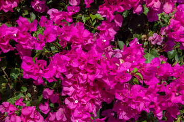 Wall Mural - Blooming red bougainvillea flowers in Santorini island.