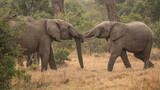 Fototapeta Natura - Clsoe up of African Bush Elephants walking on the road in wildlife reserve. Maasai Mara, Kenya, Africa. (Loxodonta africana)