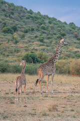 Wall Mural - Giraffe in front Amboseli national park Kenya masai mara.(Giraffa reticulata) sunset.