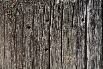 Texture and texture of old wood. Stump close-up. Deep cracks in the wooden surface, insect passages, shabby condition of wooden structures. Effect of wind and water on wood