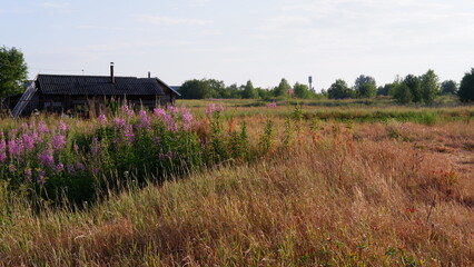 Wall Mural - Beautiful rustic summer landscape. Old wooden log houses. Vologda region