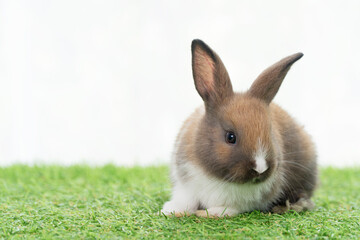 Fluffy rabbit easter bunny sitting green grass in spring summer background. Infant dwarf bunny brown white rabbit playful on lawn with white background. Cute animal furry pet concept.