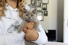 Woman Carrying British Shorthair Cat At Home