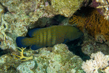A Peacock Grouper (Cephalopholis Argus) In The Red Sea, Egypt