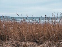 Dry Reeds On Coast And Sea