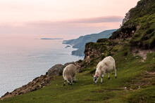 View Of The Atlantic Coast With Sheep In Ireland