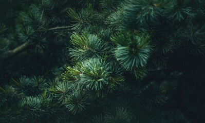  Pine branches with needles on blurred background.