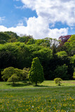 Fototapeta  - Lush green scene on sunny day in parkland