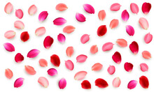 Realistic Vector Elements Set Of Rose Petals. Red And Pink Petals Of Rose Flower